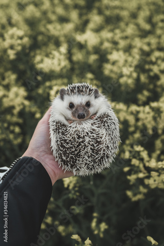 Little Hedgehog outside