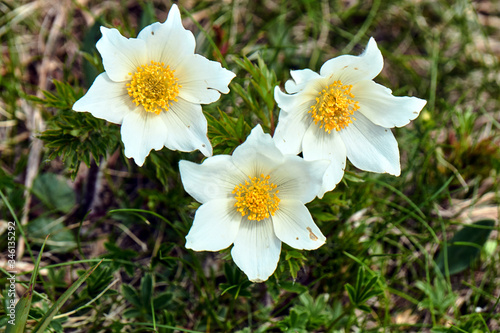 Flowers anemones on a grassy meadow in the Tatra Mountains in Poland...