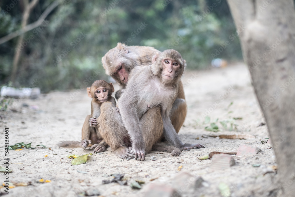 Rhesus macaque monkey family