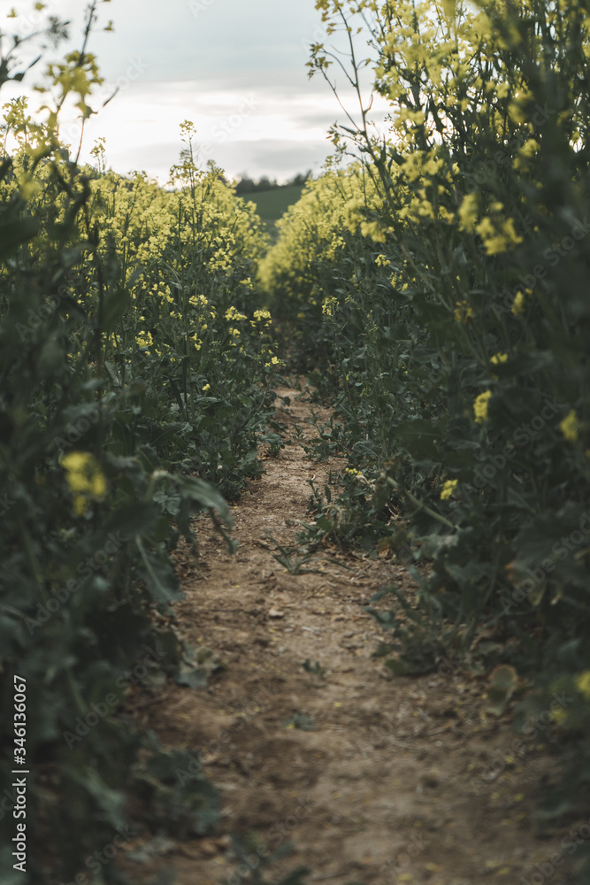 Landscape photography - Beautiful colza field Landscape photography - Beautiful colza field