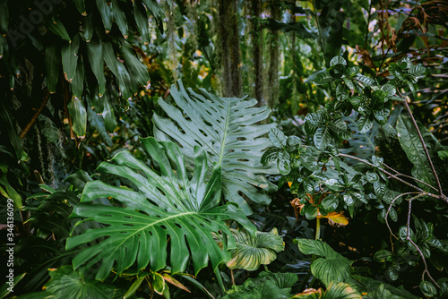 Monstera leaves in jungle. Swiss cheese plant or monstera deliciosa growing  wild in rainforest. Tropical green foliage background – Stock-Foto | Adobe  Stock