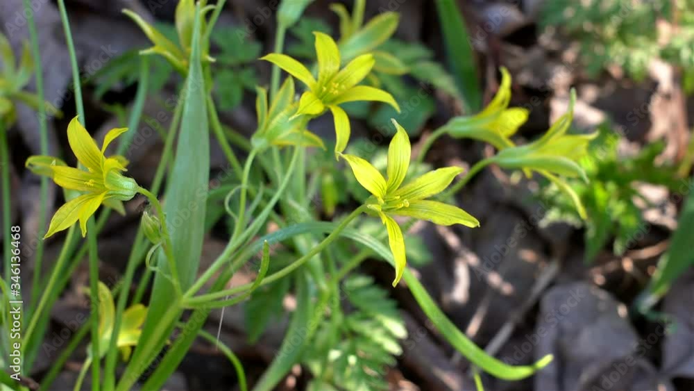 Yellow flowers of Gagea Minima at spring Yellow flowers of Gagea Minima at spring