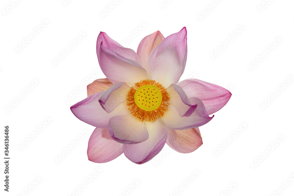 Fototapeta premium lotus flower isolated on white background