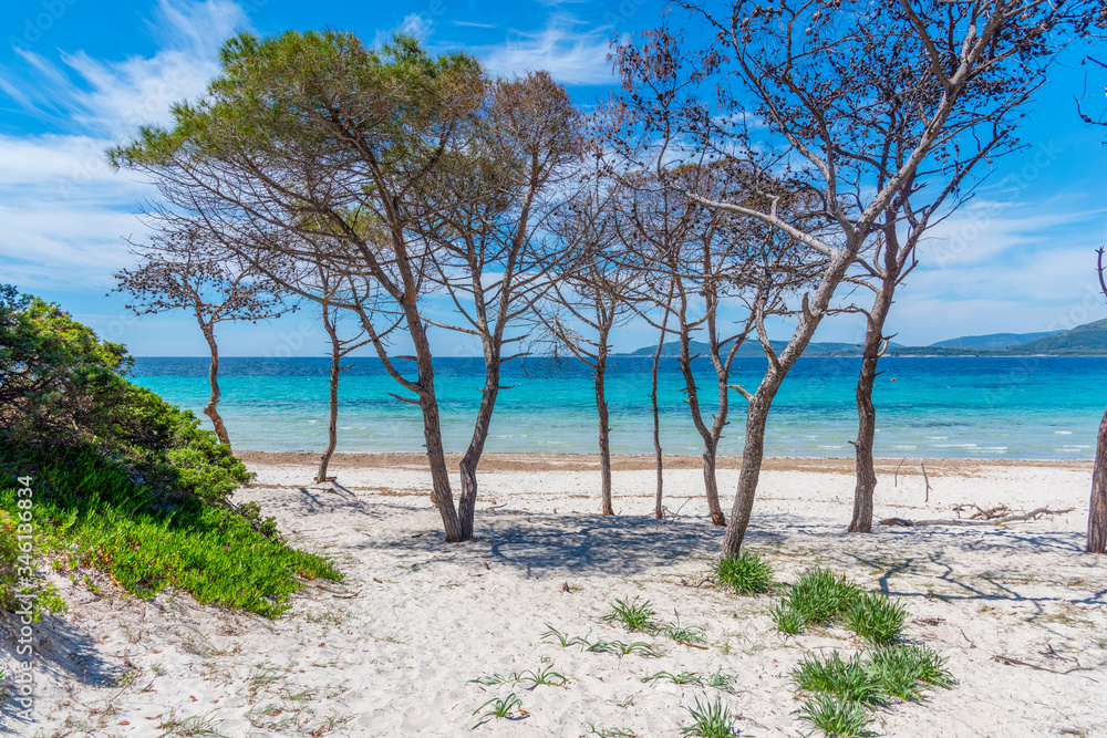 Pine trees and white sand in Maria Pia beach