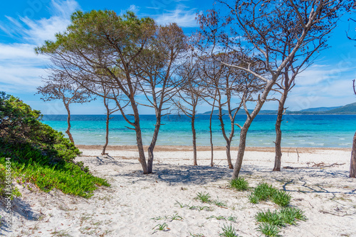 Pine trees and white sand in Maria Pia beach © Gabriele Maltinti