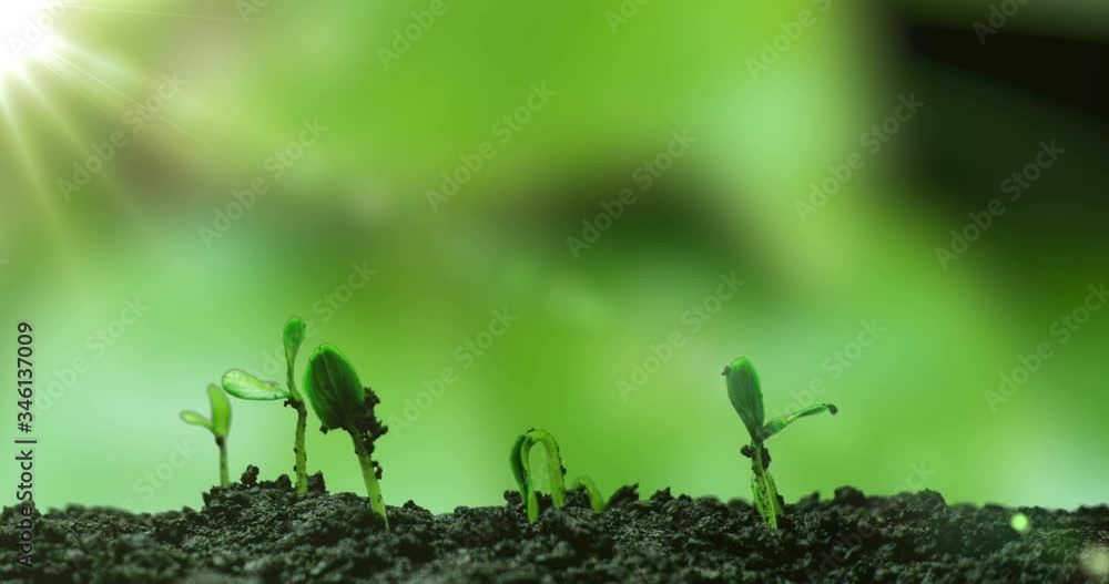 Young cucumber plants germinate under the sun, time lapse, alpha channel Young cucumber plants germinate under the sun, time lapse, alpha channel