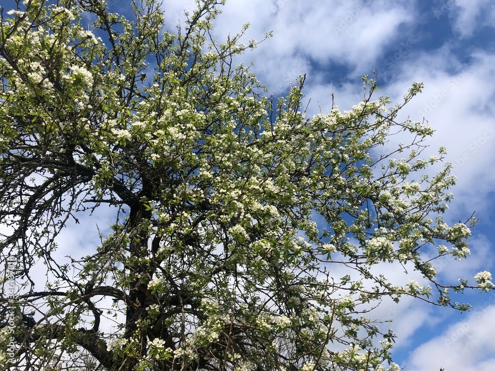 Apple tree in the spring Apple tree in the spring