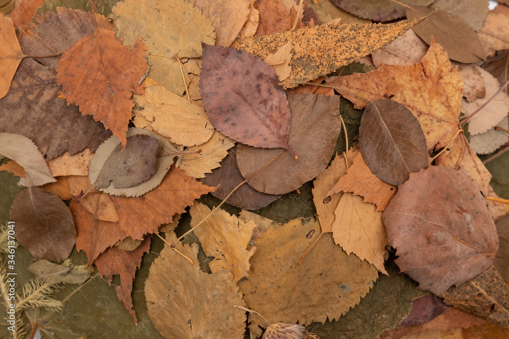 A lot of yellow and orange dry leaves lying on the ground