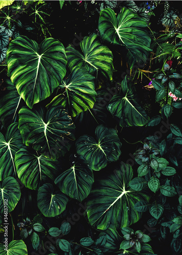 Lush foliage background. Green plant wall design of tropical leaves (aroid plants, philodendron, epiphytes or ferns). Dark green plants growing in rainforest in tropical climate