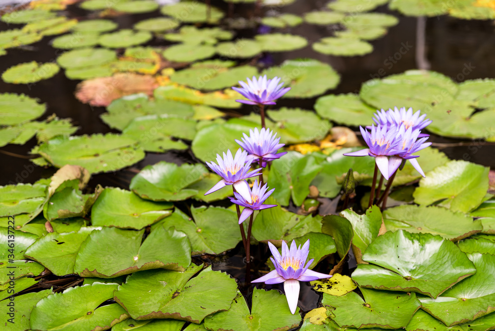 Top view of blooming water lilies in pond. Aquatic plants in botanical garden. Nenuphar, nymphaea, water lilly or blue lotus flowers Top view of blooming water lilies in pond. Aquatic plants in botanical garden. Nenuphar, nymphaea, water lilly or blue lotus flowers
