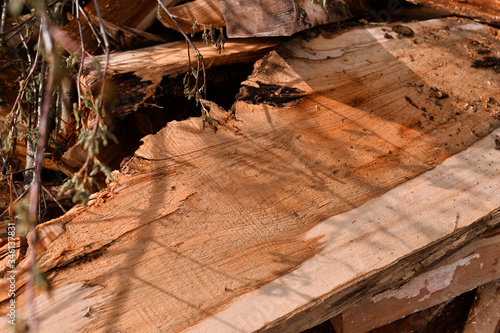 The old oak Slab. Old Oak tree. 