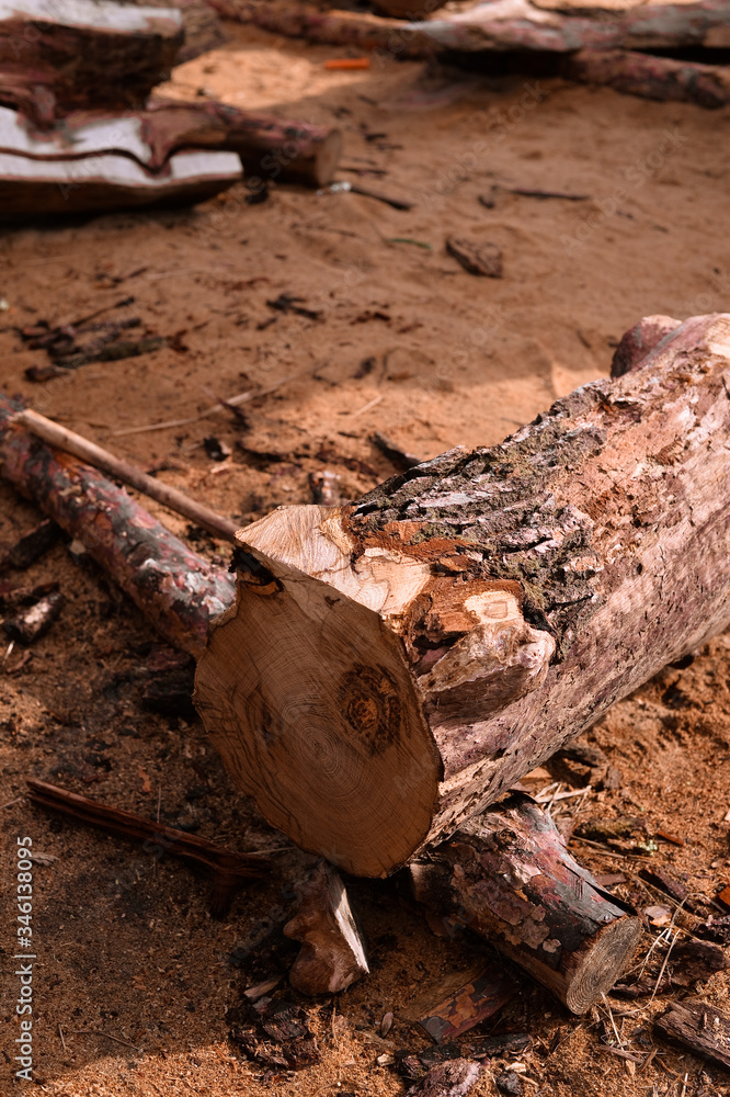 Fototapeta premium The old oak Slab. Old Oak tree. 