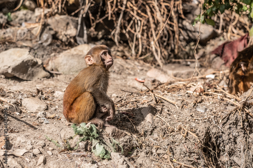 Fototapeta premium Baby rhesus macaque at Monkey temple (Swoyambhu Temple) in Kathmandu, Nepal