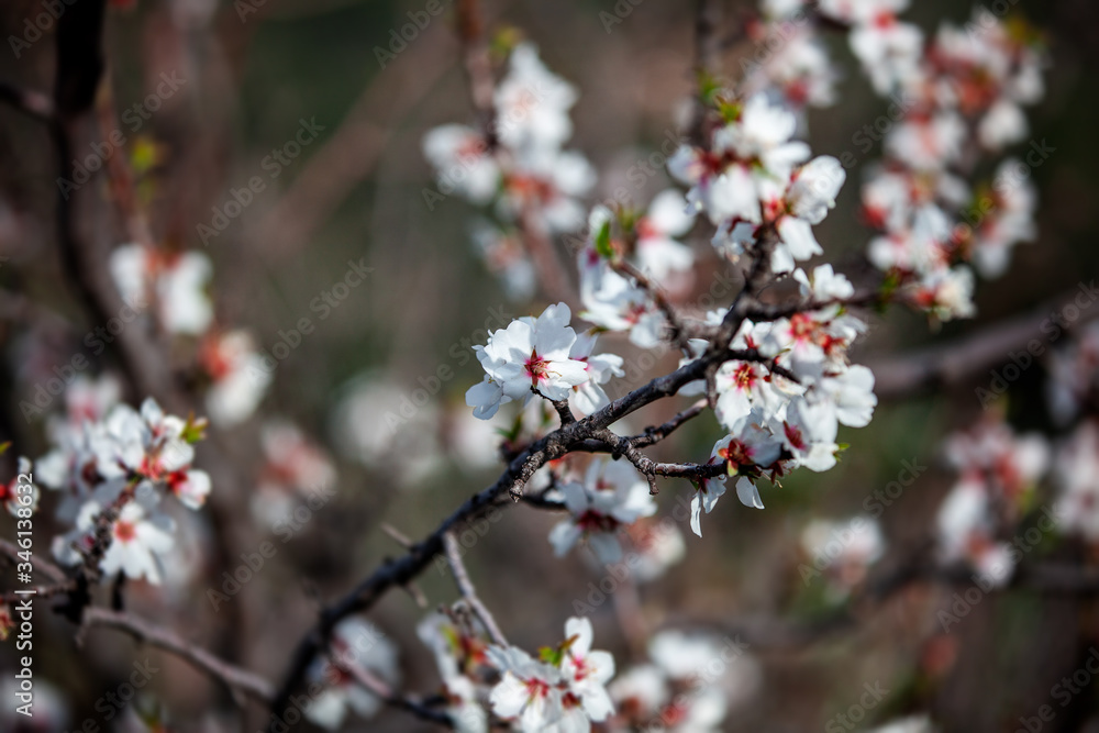 flowering almonds, spring background and texture, the beauty of spring and summer. Blooming trees