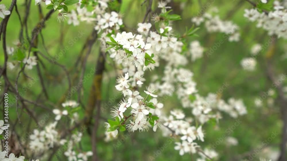 Apple blossoms. Blooming tree. White flowers on tree branches. Coming of spring. A meditative video. Natural Videophone. Apple blossoms. Blooming tree. White flowers on tree branches. Coming of spring. A meditative video. Natural Videophone.
