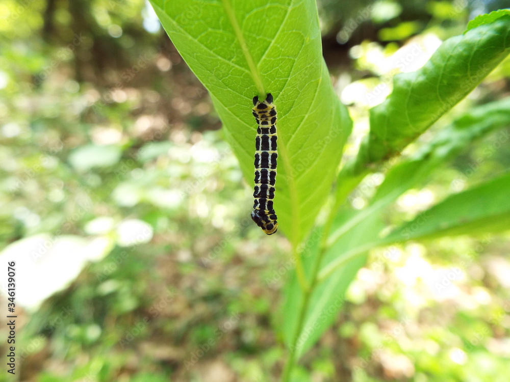 ヒロオビトンボエダシャク 幼虫 larva of moth