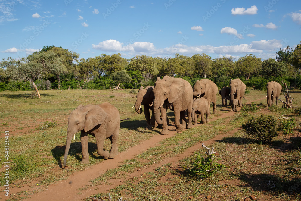 Elephant herd walking in Mashatu Game Reserve in the Tuli Block in Botswana Elephant herd walking in Mashatu Game Reserve in the Tuli Block in Botswana