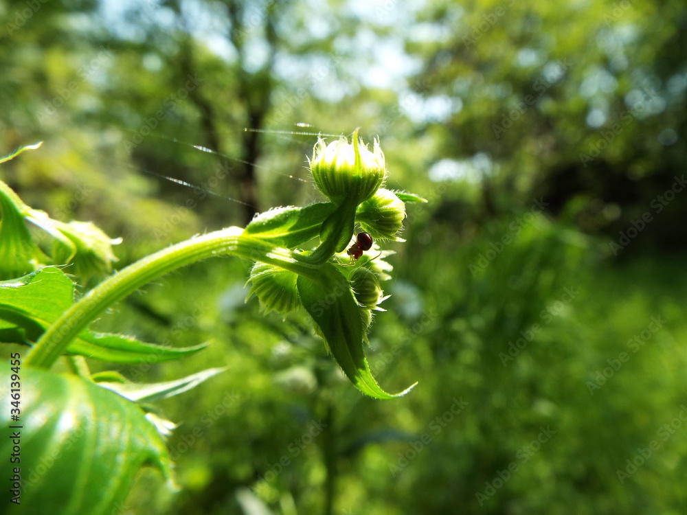 蕾 bud 蕾 bud