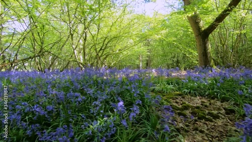 Panning across bluebells in woodland in motion