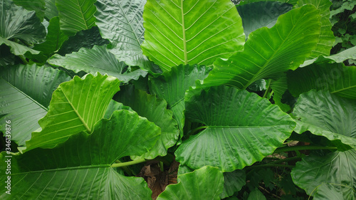full frame shoot Alocasia macrorrhizos or Giant Taro or giant alocasia is a species of flowering plant in the arum family (Araceae) that it is native to rainforests from Borneo to Queensland photo
