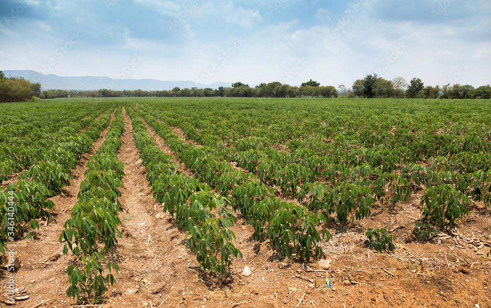 organic cassava field at rural landscape of agriculture hatvest