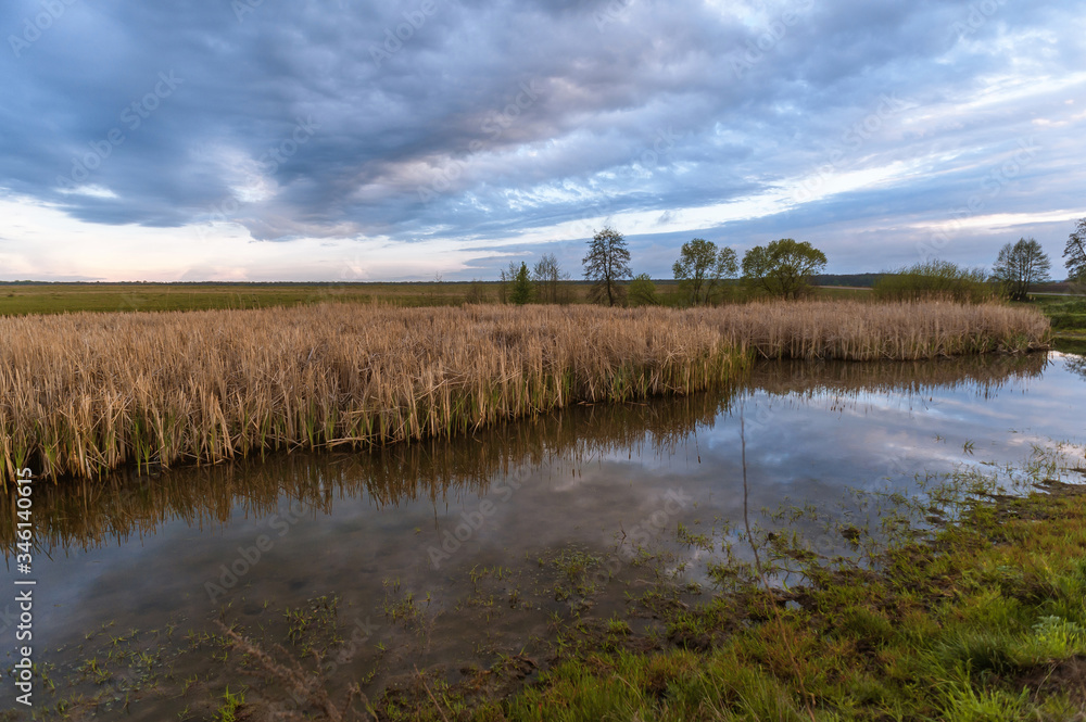 swampy lake with dry reeds against a stormy sky
