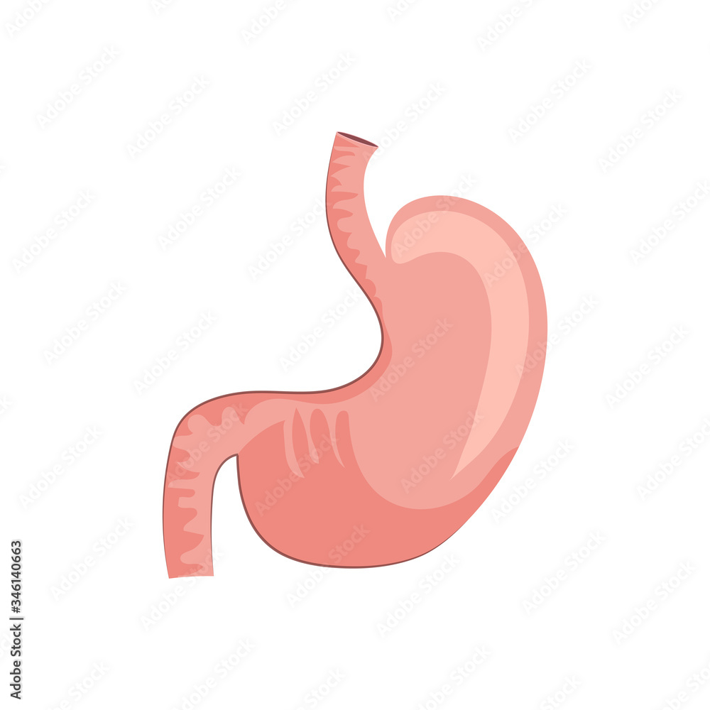 Human stomach illustration. Red, organ, body, human. Medicine concept. illustration can be used for hospital, laboratory, medical colleges and universities, anatomy studying Human stomach illustration. Red, organ, body, human. Medicine concept. illustration can be used for hospital, laboratory, medical colleges and universities, anatomy studying