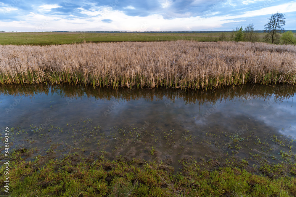 swampy lake with dry reeds against a stormy sky swampy lake with dry reeds against a stormy sky