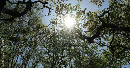 Sun through tree canopy in spring with blue sky and gentle breeze moving trees