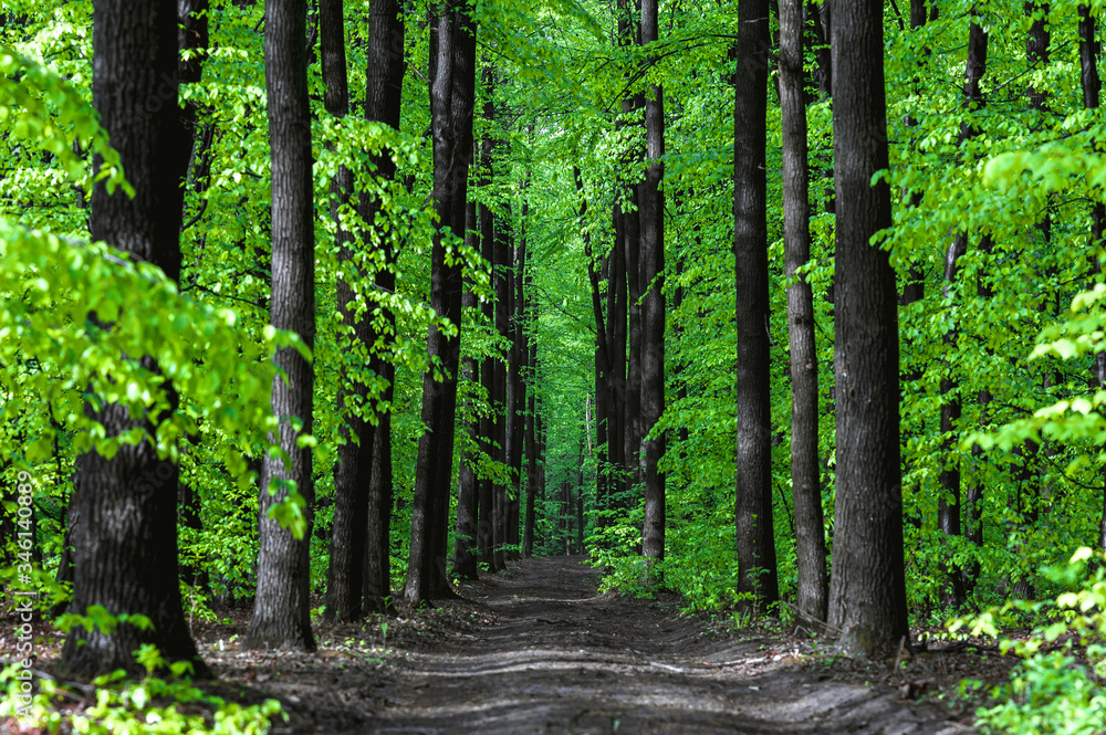 Fototapeta premium straight long road in the middle of tall trees