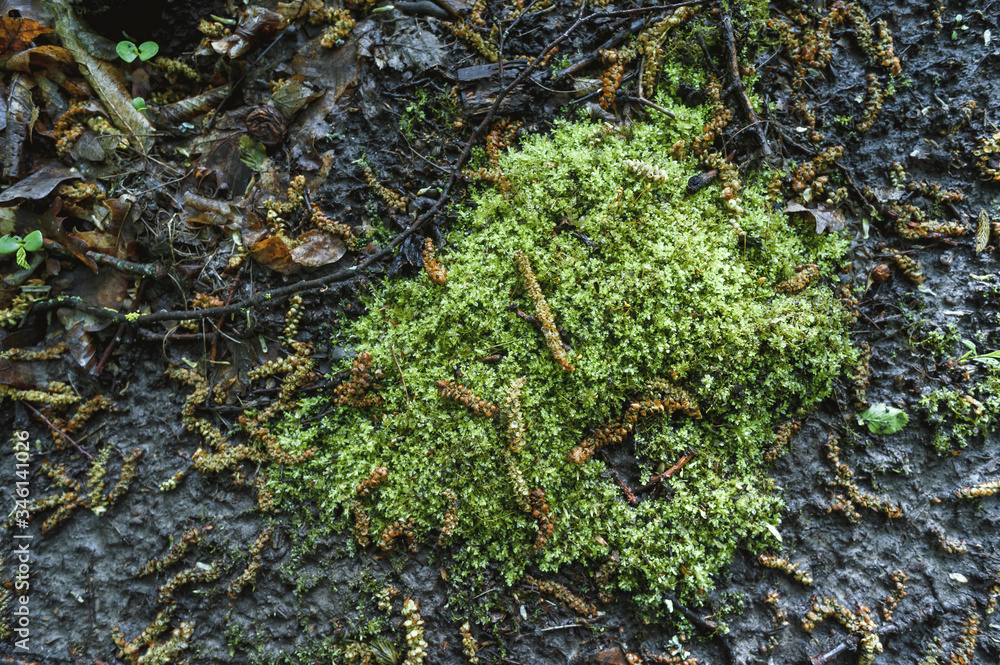 green moss after rain in the forest