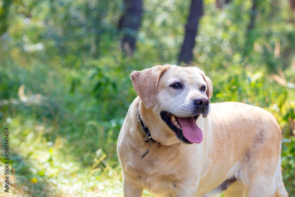Labrador retriever dog walks in the summer forest Labrador retriever dog walks in the summer forest