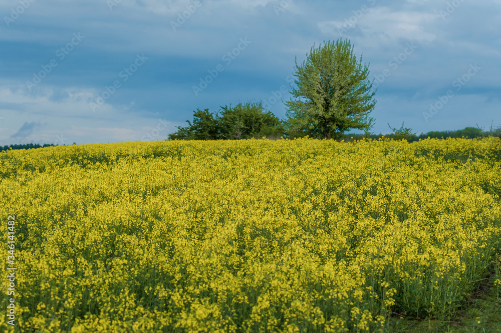 field of blooming yellow flowers Brassica napus