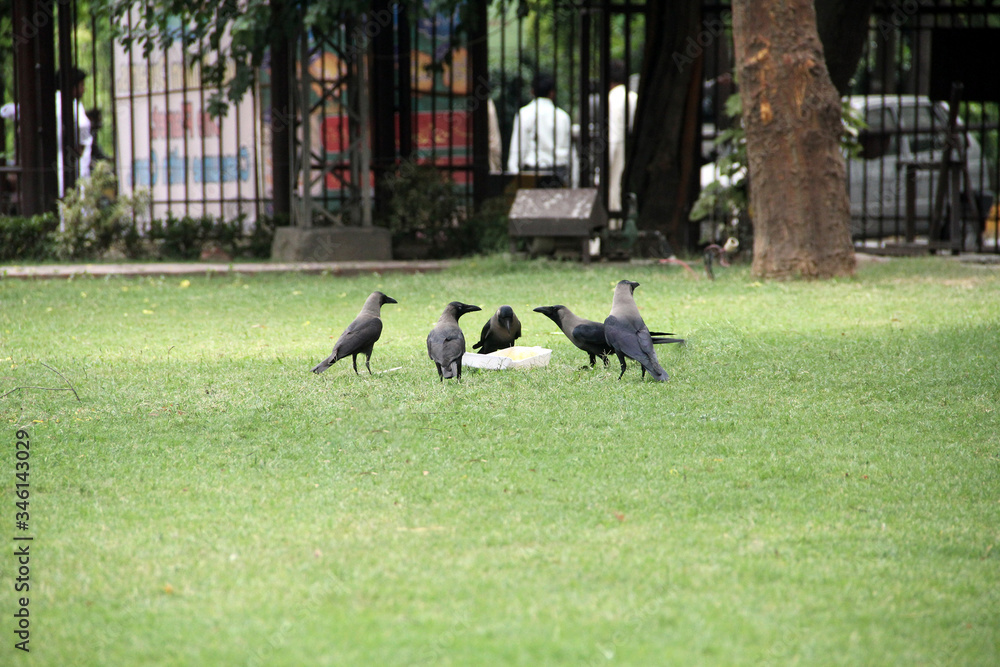 A Group of Crows Eating Human Leftover Food in a Park
