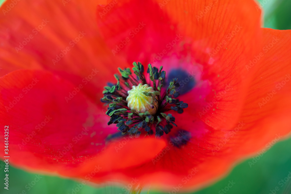 amapola silvestre (Papaver rhoeas L.) amapola silvestre (Papaver rhoeas L.)