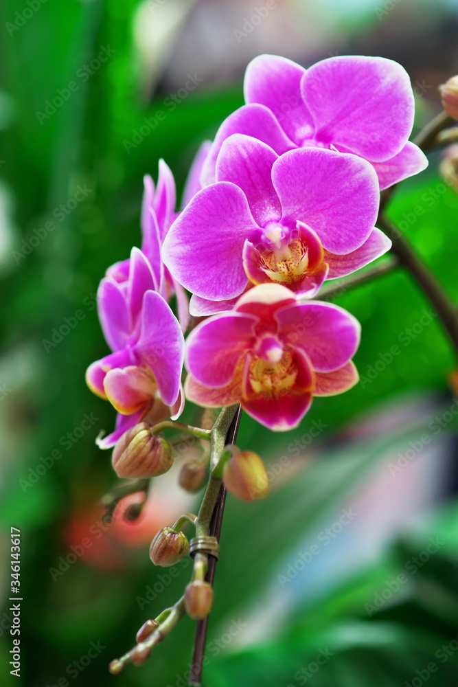 Fototapeta premium ピンク色した胡蝶蘭