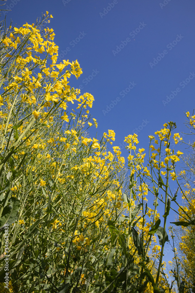 Rapsfeld mit blauem Himmel Feld mit Raps Rapsfeld mit blauem Himmel Feld mit Raps