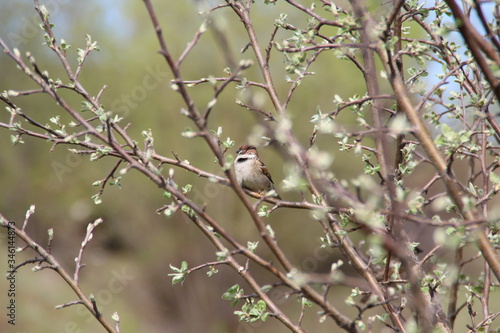 Sparrow