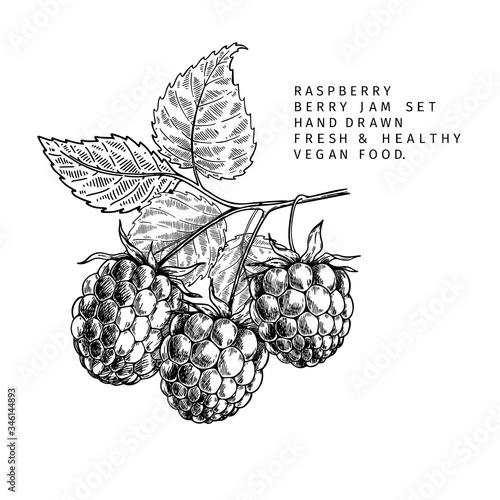 Hand drawn raspberry branch, leaf and berry. Engraved vector illustration. Bramble agriculture plant. Summer harvest, jam or marmalade vegan ingredient. Menu, package, cosmetic and food designю