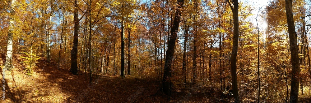 Obraz premium golden forest leaves in autumn season on sunny day