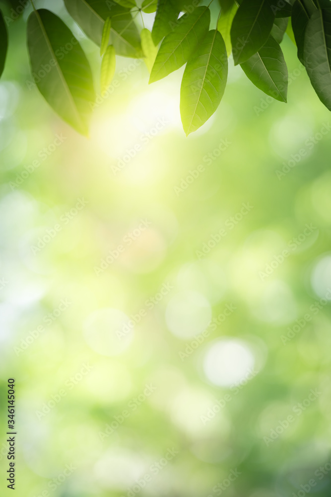 Nature of green leaf in garden at summer. Natural green leaves plants using as spring background cover page greenery environment ecology wallpaper Nature of green leaf in garden at summer. Natural green leaves plants using as spring background cover page greenery environment ecology wallpaper