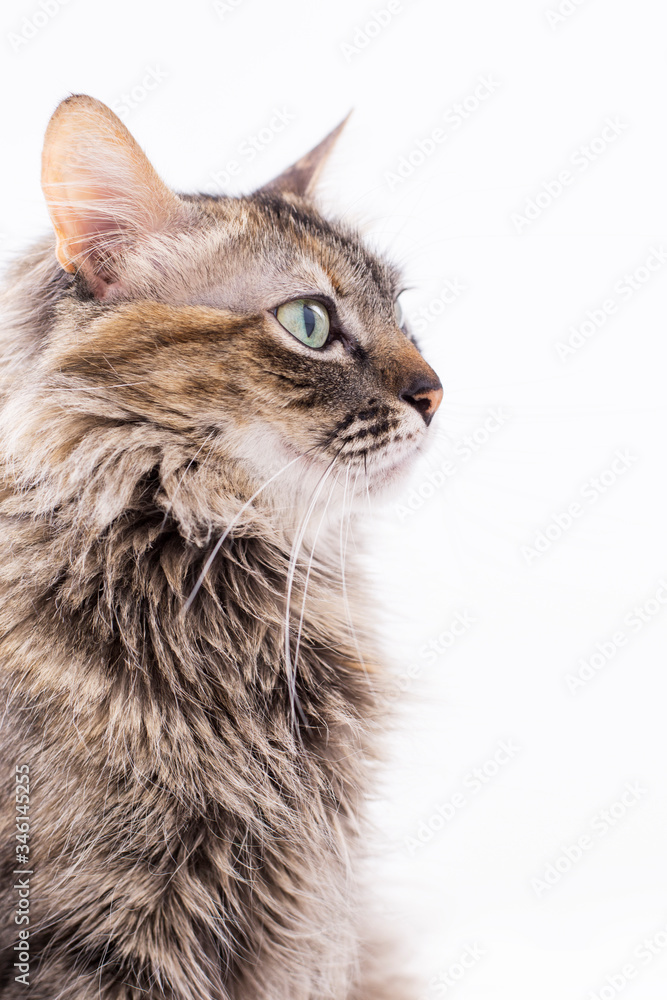Photograph of a cat in profile with green eyes and brown hair