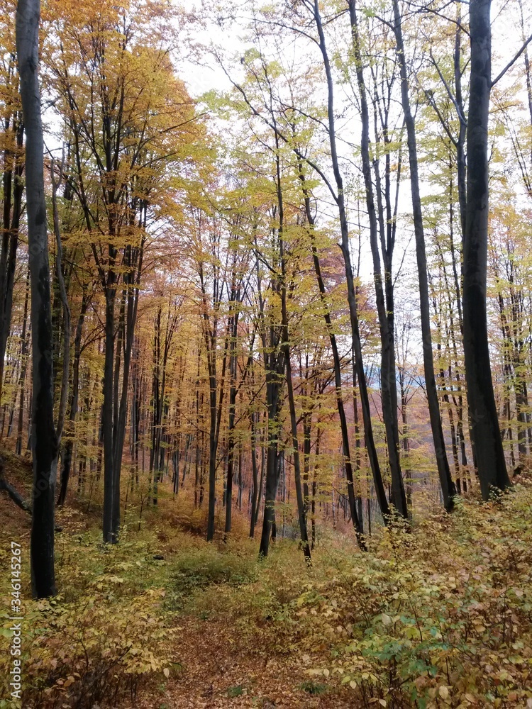 Obraz premium golden forest leaves in autumn season on sunny day