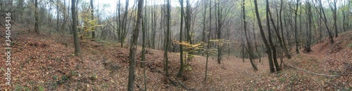 golden forest leaves in autumn season on sunny day