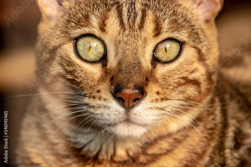 Beautiful cat with greenish eyes