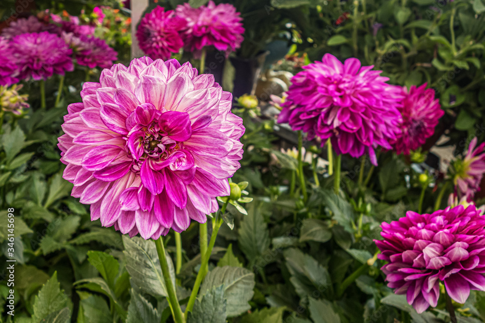 blooming dahlia flowers in the garden close up blooming dahlia flowers in the garden close up