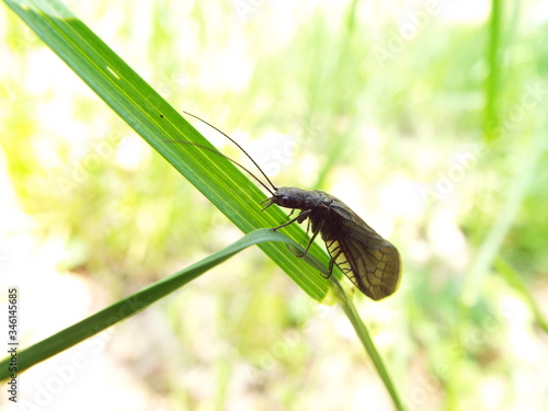 ネグロセンブリ swertia japonica
