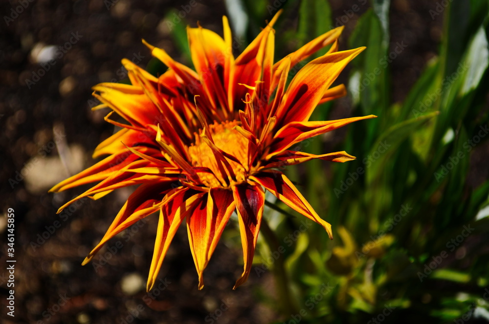 Yellow Gazania or Treasure flower in full bloom, Gazania rigens (aka: Gazania splendens) Yellow Gazania or Treasure flower in full bloom, Gazania rigens (aka: Gazania splendens)