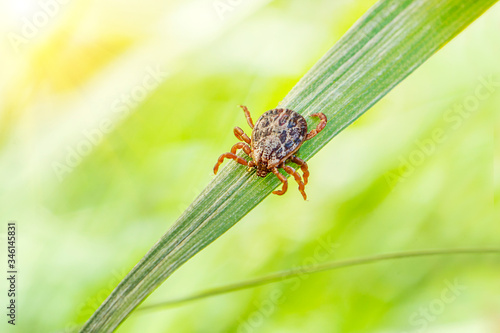 small brown tick sits on the grass in the bright summer sun during the day. Dangerous blood-sucking arthropod animal transfers viruses and diseases. photo
