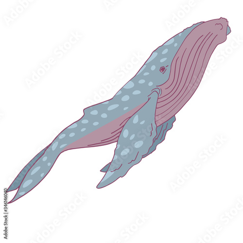 Blue whale on white isolated backdrop. Ocean mammal for gift card, tattoo parlor or pet shop logo, diving club emblem, bath tile. Phone case or cloth print. Doodle style stock vector illustration